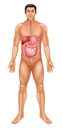 人間の消化器系は 消化管またはラベルと消化管 付けられて米国の綴り すなわち食道 のイラスト素材 ベクタ Image 人間の消化器系は 消化管またはラベルと消化管 付けられて米国の綴り すなわち食道 のイラスト素材 ベクタ Image