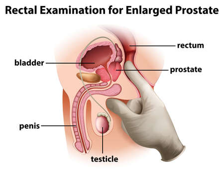 the significance of penis size for female stimulation the significance of penis size for female stimulation