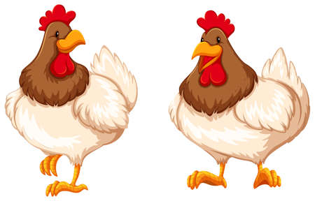 Two chickens on white background