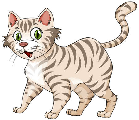 Tiger pattern furry cat alone on white background