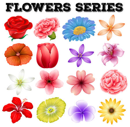 Different kind of flowers illustration - 47029889