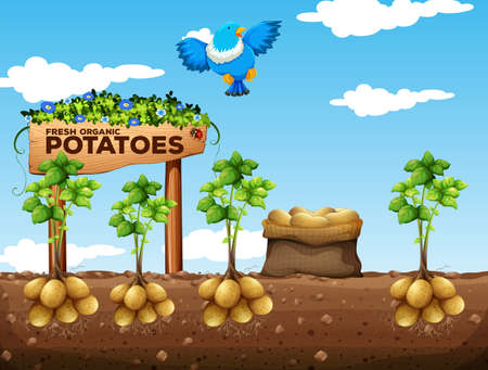Scene of potatoes farm illustration Vector Illustration