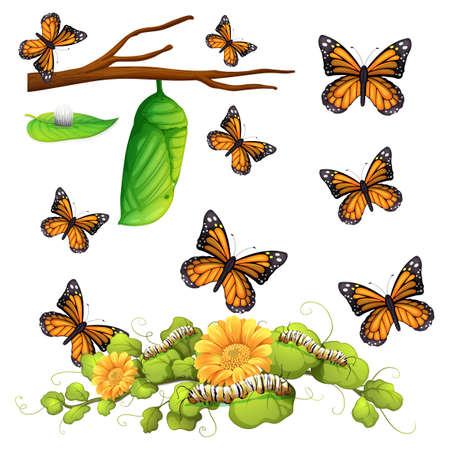 butterfly: giai đoạn khác nhau của bướm minh họa