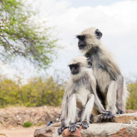 インドで単一の白猿の肖像画 の写真素材 画像素材 Image インドで単一の白猿の肖像画 の写真素材 画像素材 Image