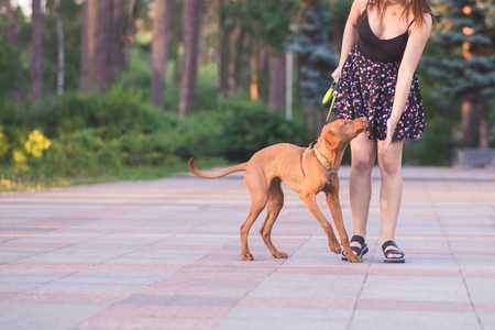 幸せな女彼女の犬と公園で散歩の肖像画の写真素材・画像素材