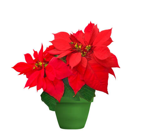 poinsettia rojo. hermosa flor de navidad en maceta verde sobre fondo blanco - 27769022