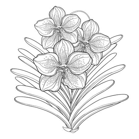 黒白い背景で隔離の芽花の束やカンナ カンナのアウトラインと分岐します 夏デザインと塗り絵の華やかな花と輪郭のスタイルの花の要素 のイラスト素材 ベクタ Image