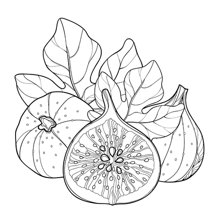熱帯植物の手描きのスケッチ。落書きフィカス リラは、枝や葉はセット 