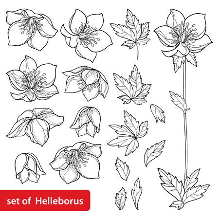 136 Helleborus Vektorgrafiken Cliparts Und Illustrationen Kaufen 123rf