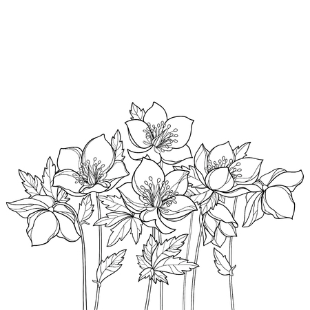 136 Helleborus Vektorgrafiken Cliparts Und Illustrationen Kaufen 123rf