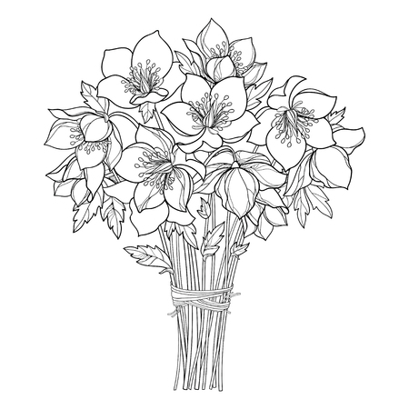 136 Helleborus Vektorgrafiken Cliparts Und Illustrationen Kaufen 123rf
