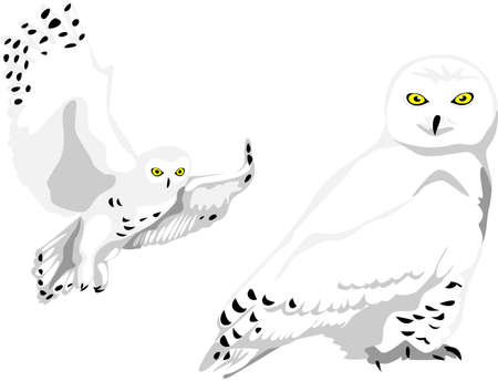 snowy owl royalty free cliparts vectors and stock illustration