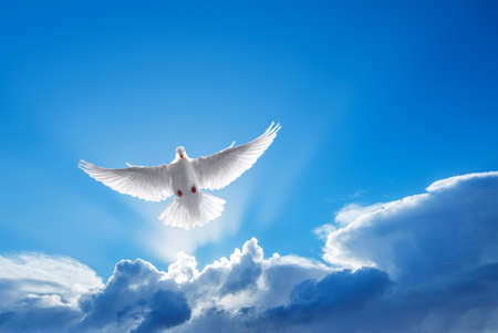 White Dove in the air symbol of faith over shiny background - 64575608