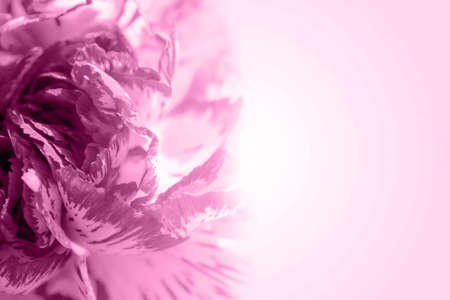 Susse Farbe Blutenblatt Exotischen Rose Auf Romantisch Rosa Hintergrund Mit Farbverlauf Lizenzfreie Fotos Bilder Und Stock Fotografie Image 47586579