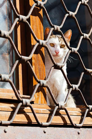 窓に座って 鉄のフェンスの後ろに座る猫 の写真素材 画像素材 Image