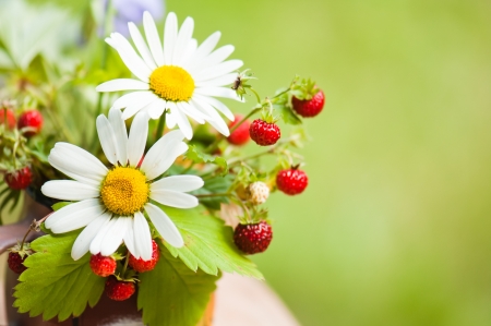 Bouquet from a camomile and wild strawberry