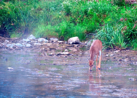 Whitetail Deer Spike Buck drinking from a stream on a misty morning.