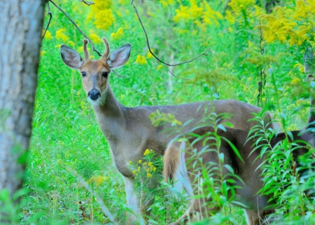 Whitetail Deer Spike Buck standing in the woods.