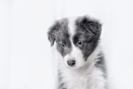 白い背景の前で子犬ボーダーコリー犬の肖像画 の写真素材 画像素材 Image