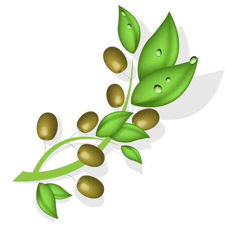 Branch of the olive