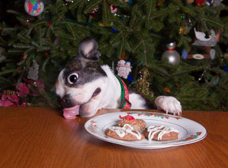 a boston terrier dog licking christmas cookie crumbs off table stock photo 90434181 - Boston Terrier Outdoor Christmas Decoration a boston terrier dog licking christmas cookie crumbs off table stock photo 90434181 - Boston Terrier Outdoor Christmas Decoration