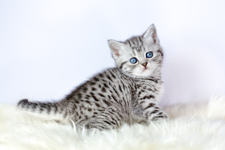 young black silver tabby cat sitting on sheepskin stock photo
