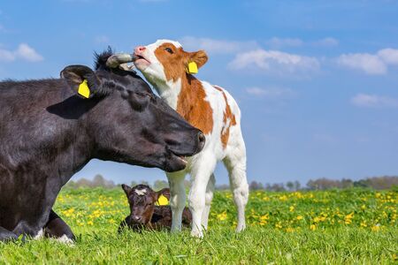 Mother cow and newborn calf together in green dutch pasture