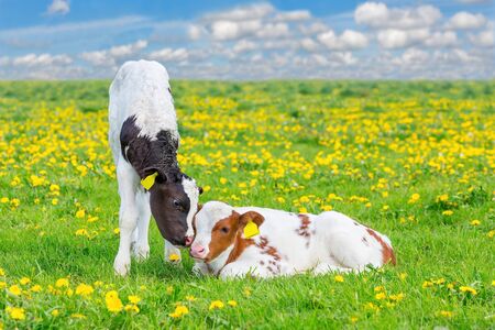Two newborn calves together in blooming pasture