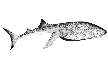 白と黒のジンベイザメのイラスト素材 ベクタ Image