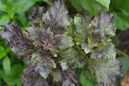 バジル ブッシュバジル オシムバシリカム 香りの良いハーブ スパイス ハーブガーデン イタリア料理 の写真素材 画像素材 Image バジル ブッシュバジル オシムバシリカム 香りの良いハーブ スパイス ハーブガーデン イタリア料理 の写真素材 画像素材 Image