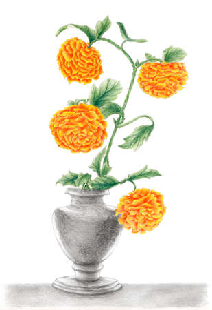 花瓶の菊の図面 グラファイトと紙に色鉛筆 の写真素材 画像素材 Image 花瓶の菊の図面 グラファイトと紙に色鉛筆 の写真素材 画像素材 Image