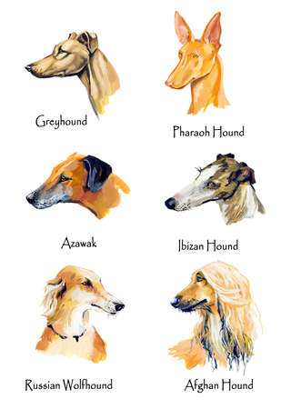 バーニーズ マウンテン ドッグ Sherped 犬 ガッシュの手描きイラスト の写真素材 画像素材 Image 75935532