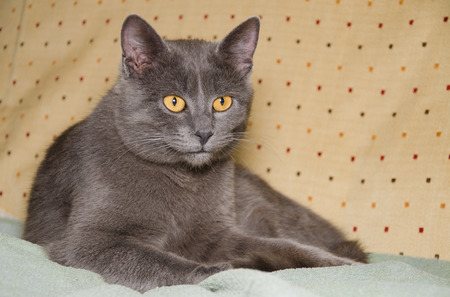 Chartreux Chat Age De 6 Mois Debout Devant Un Fond Jaune Banque D Images Et Photos Libres De Droits Image