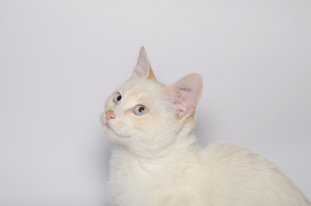 青い目の美しい白猫像 の写真素材 画像素材 Image