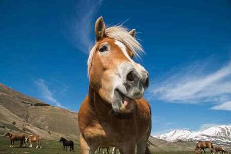 面白い馬顔カメラで灰色の背景 テキストのための場所を見て口を開いた状態 の写真素材 画像素材 Image