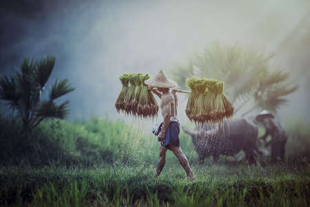 Farmers grow rice in the rainy season. they were soaked with water and mud to be prepared for planting. wait three months to harvest crops.