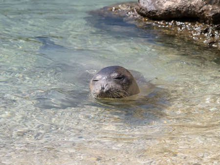 地中海モンクアザラシがペブル ビーチでリラックスします の写真素材 画像素材 Image