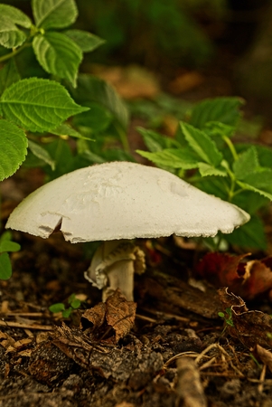 公園の葉の間で大きな白いキノコ の写真素材 画像素材 Image