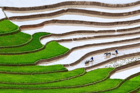 The landscape of Saigon: Ruộng bậc thang ở Mù Cang Chải, Yên Bái, Việt Nam