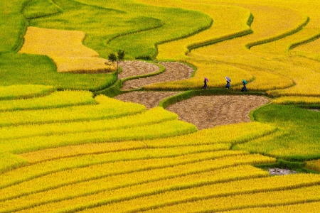 The landscape of Saigon: Ruộng bậc thang ở Mù Cang Chải, Yên Bái, Việt Nam