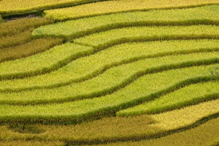 The landscape of Saigon: Ruộng bậc thang - những cánh đồng lúa bậc thang vàng Mù Cang Chải, Việt Nam