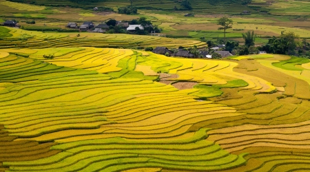 The landscape of Saigon: ruộng bậc thang - ruộng bậc thang vàng Mù Cang Chải, Việt Nam