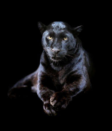 Close-up black leopard on dark background - 36889150