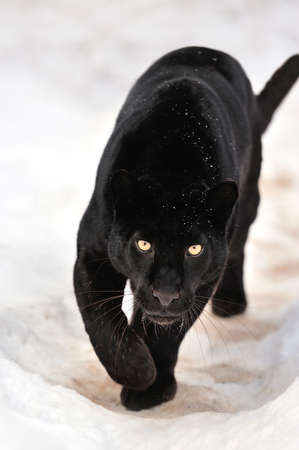 Beautiful leopard on snow