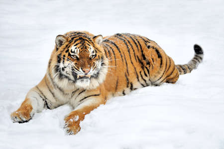 Beautiful wild siberian tiger on snow - 70440421