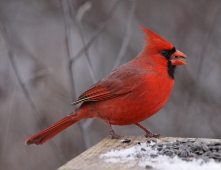 ブランチに男性ショウジョウコウカンチョウ (cardinalis Cardinalis)の
