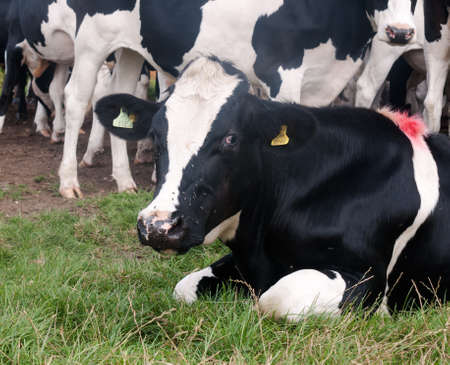 近くに黒と白の牛を牛ステア顔のグループ の写真素材 画像素材 Image 近くに黒と白の牛を牛ステア顔のグループ の写真素材 画像素材 Image