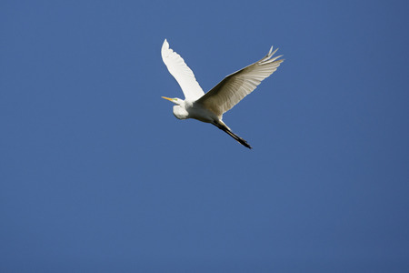 Great white egret flying in a deep blue sky at the Harris Neck National Wildlife Refuge in McIntosh County, Georgia.