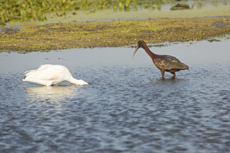 ブロンズトキ 虹色の羽 水遊び クリスマス フロリダ州のオーランド湿地公園で沼に餌をやると Plegatis Falcinellus の写真素材 画像素材 Image ブロンズトキ 虹色の羽 水遊び クリスマス フロリダ州のオーランド湿地公園で沼に餌をやると Plegatis Falcinellus の写真素材 画像素材 Image