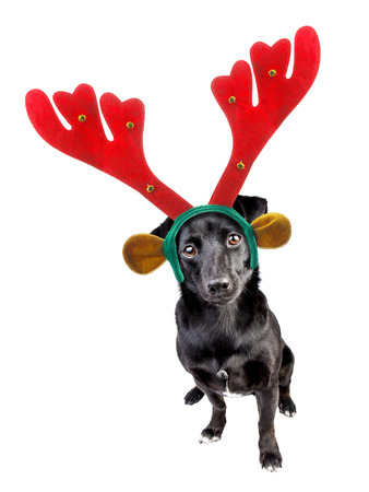 cute black little dog wearing xmas or christmas reindeer headband
